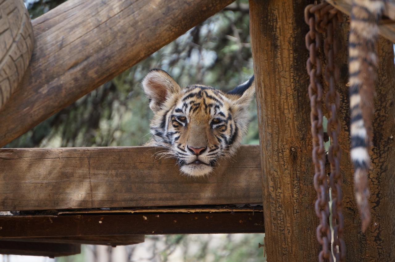 Boskoppie Lion & Tiger Reserve Kroonstad Buitenkant foto