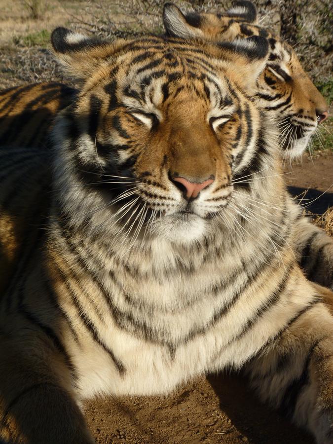 Boskoppie Lion & Tiger Reserve Kroonstad Buitenkant foto