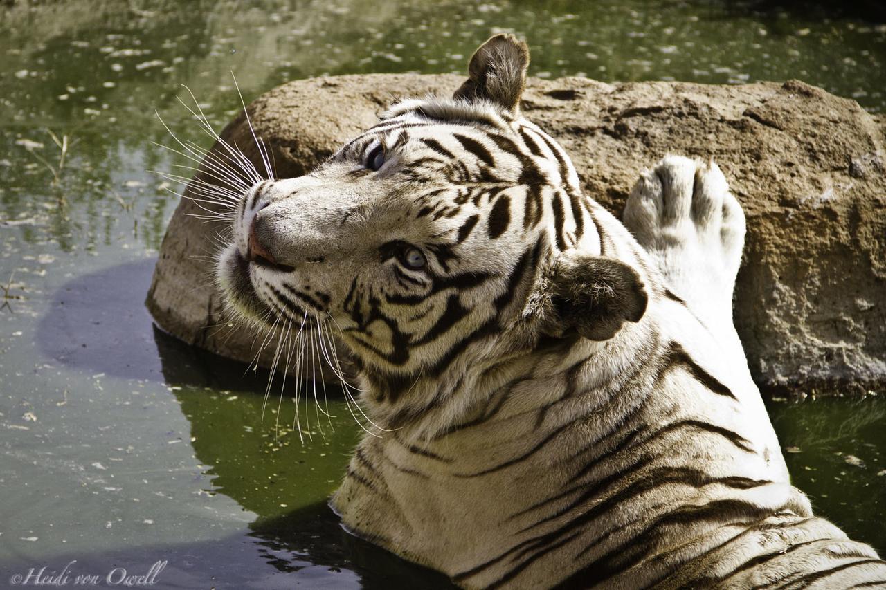 Boskoppie Lion & Tiger Reserve Kroonstad Buitenkant foto