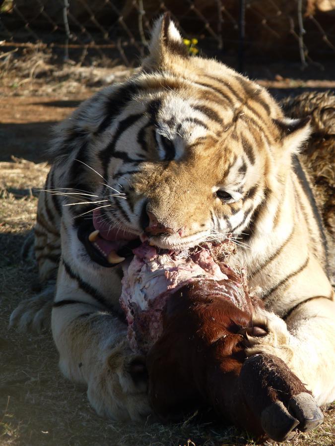 Boskoppie Lion & Tiger Reserve Kroonstad Buitenkant foto