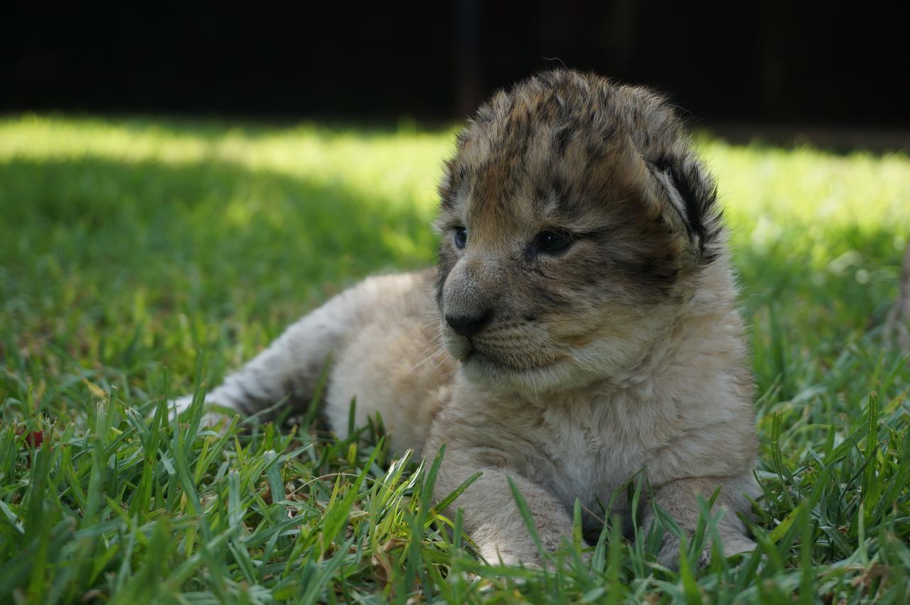 Boskoppie Lion & Tiger Reserve Kroonstad Buitenkant foto