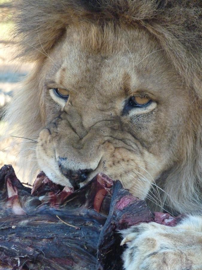 Boskoppie Lion & Tiger Reserve Kroonstad Buitenkant foto