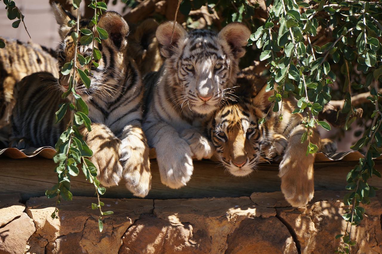 Boskoppie Lion & Tiger Reserve Kroonstad Buitenkant foto