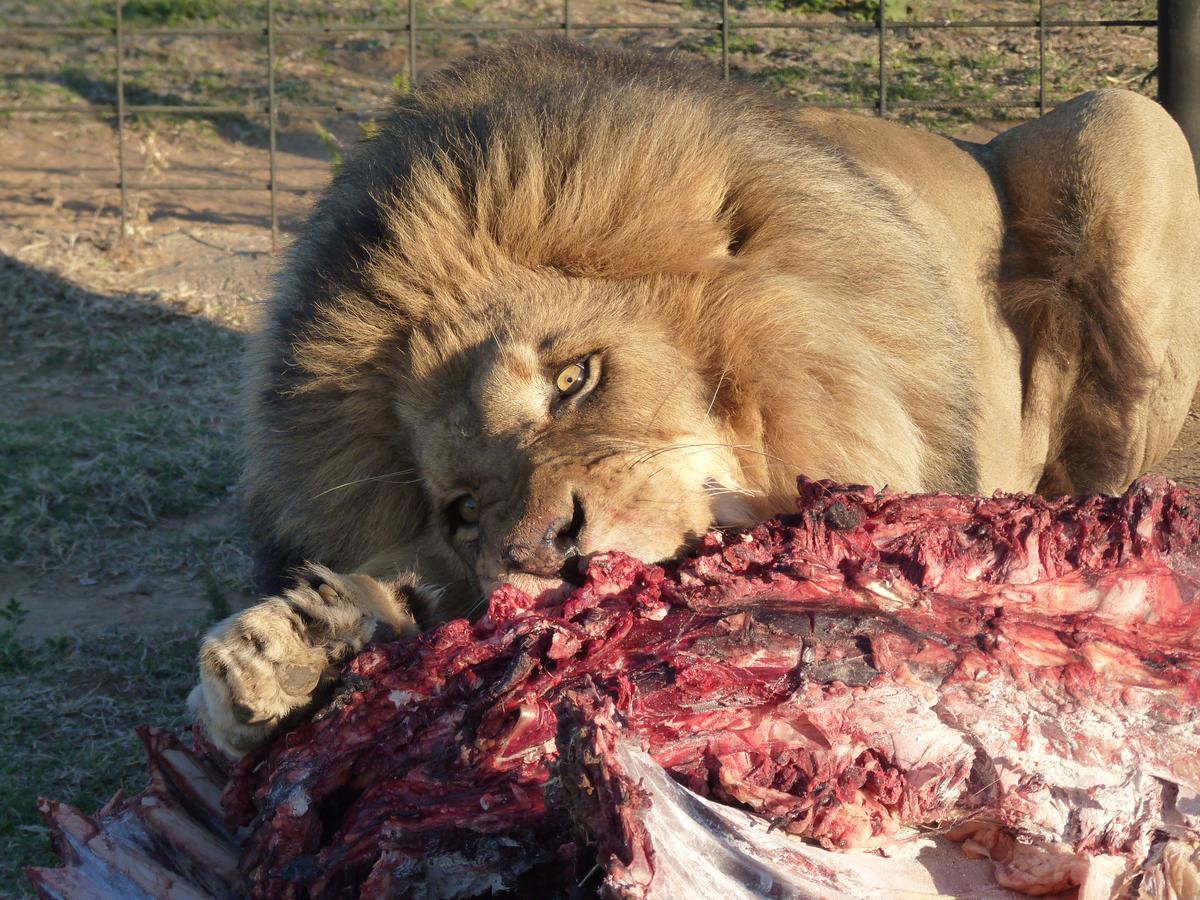 Boskoppie Lion & Tiger Reserve Kroonstad Buitenkant foto